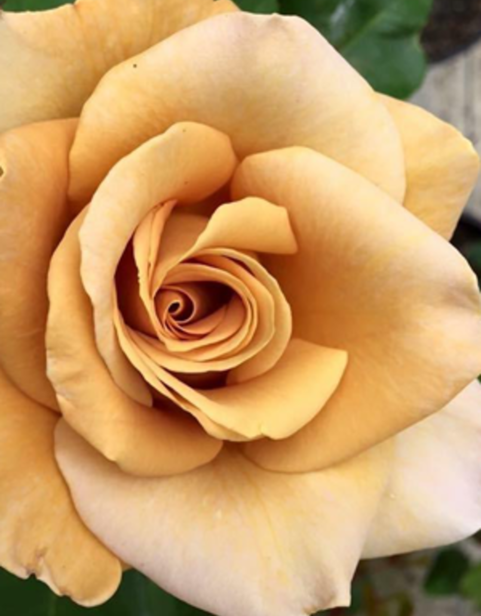 Weeks Roses Honey Dijon™ Hybrid Tea Rose