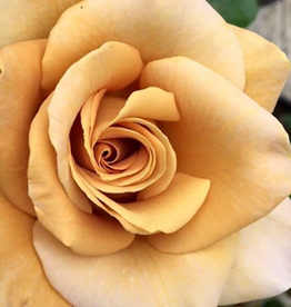 Weeks Roses Honey Dijon™ Hybrid Tea Rose