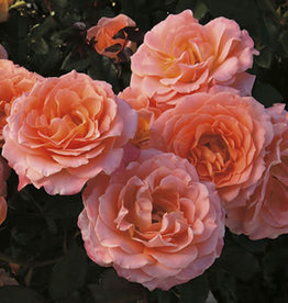 Weeks Roses Jump for Joy™ Floribunda Rose