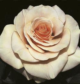 Weeks Roses Marilyn Monroe™ Hybrid Tea Rose