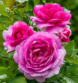 Weeks Roses Perfume Factory™ Hybrid Tea Rose