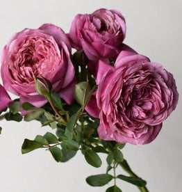 Weeks Roses Queen of Elegance™ Floribunda Rose