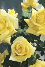 Star Roses Royal Gold™ Climbing Rose