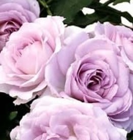 Weeks Roses Silver Lining™ Floribunda Rose