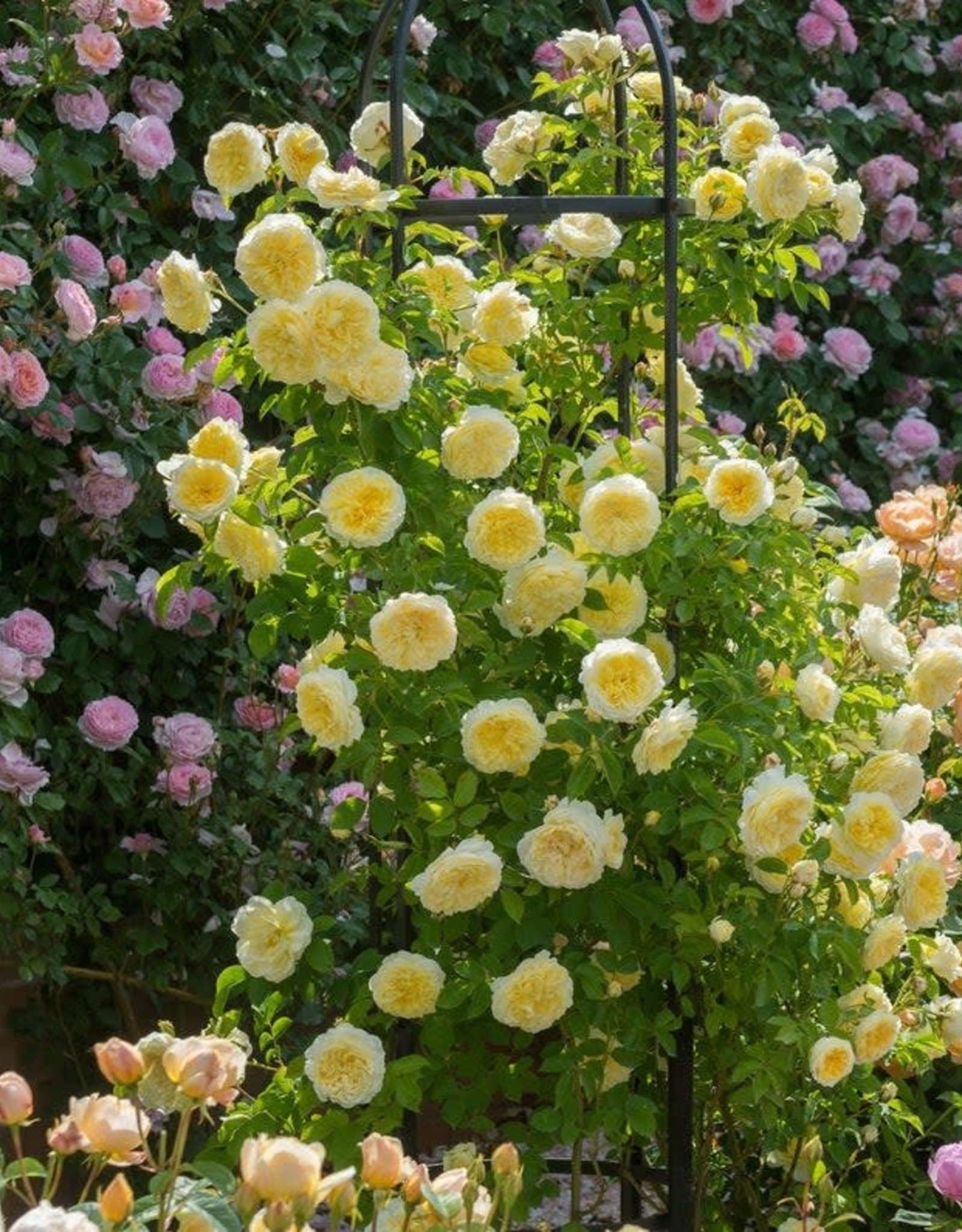 David Austin The Pilgrim® English Climbing Rose