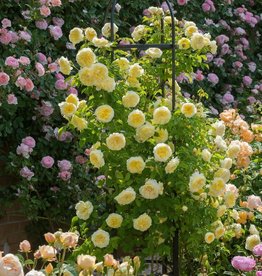 David Austin The Pilgrim® English Climbing Rose