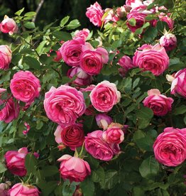 Star Roses Pretty in Pink Eden® Climbing Rose