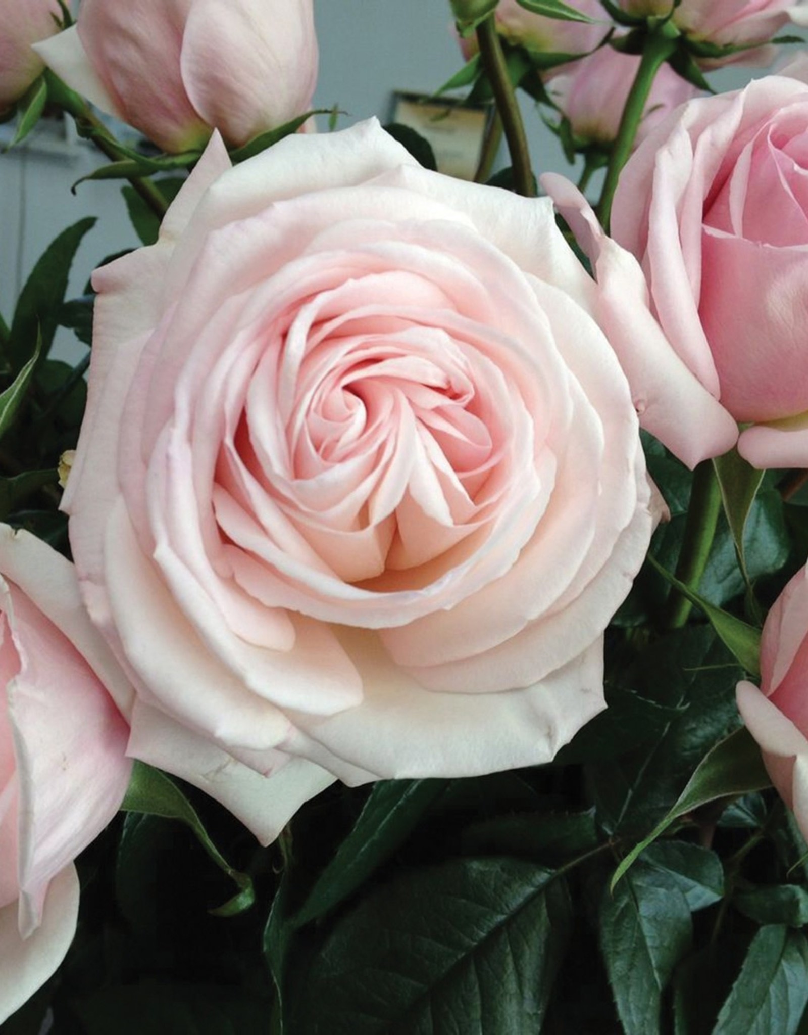Star Roses Francis Meilland® Hybrid Tea Rose