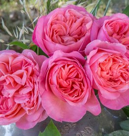 Star Roses Sweet Madamoiselle™ Hybrid Tea Rose