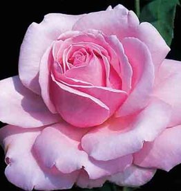 Star Roses Memorial Day™ Hybrid Tea Rose