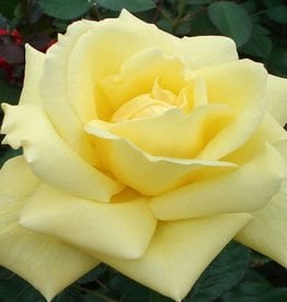 Star Roses Eternal Flame™ Hybrid Tea Rose