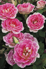 Weeks Roses Whimsey™ Mini Patio Rose