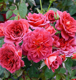 Weeks Roses Midnight Fire™ Mini Patio Rose