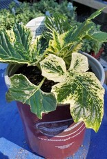 Acanthus 'Whitewater' - Bear's Breeches