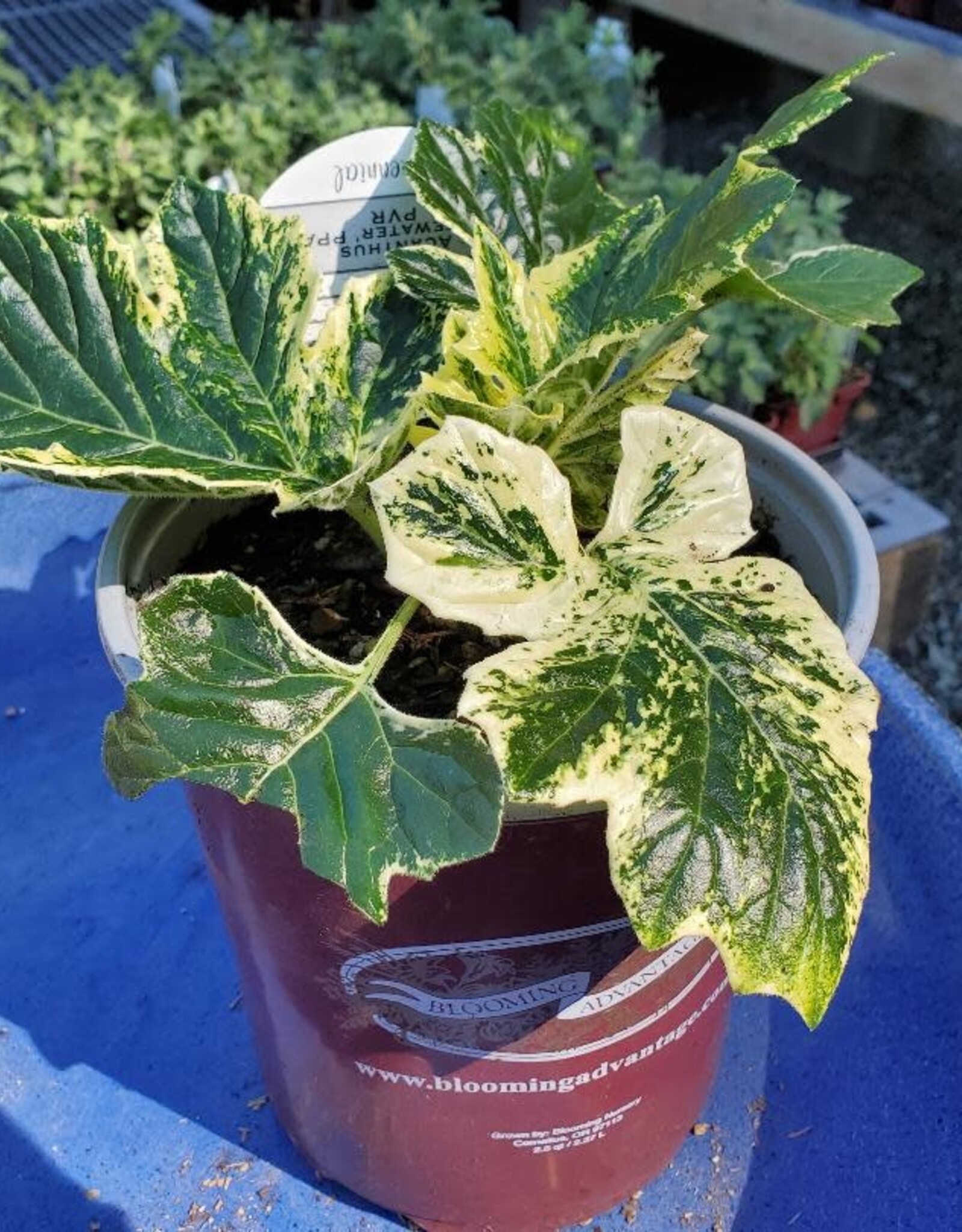 Acanthus 'Whitewater' - Bear's Breeches