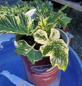 Acanthus 'Whitewater' - Bear's Breeches