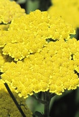 Achillea millefolium 'Moonshine' - Yarrow