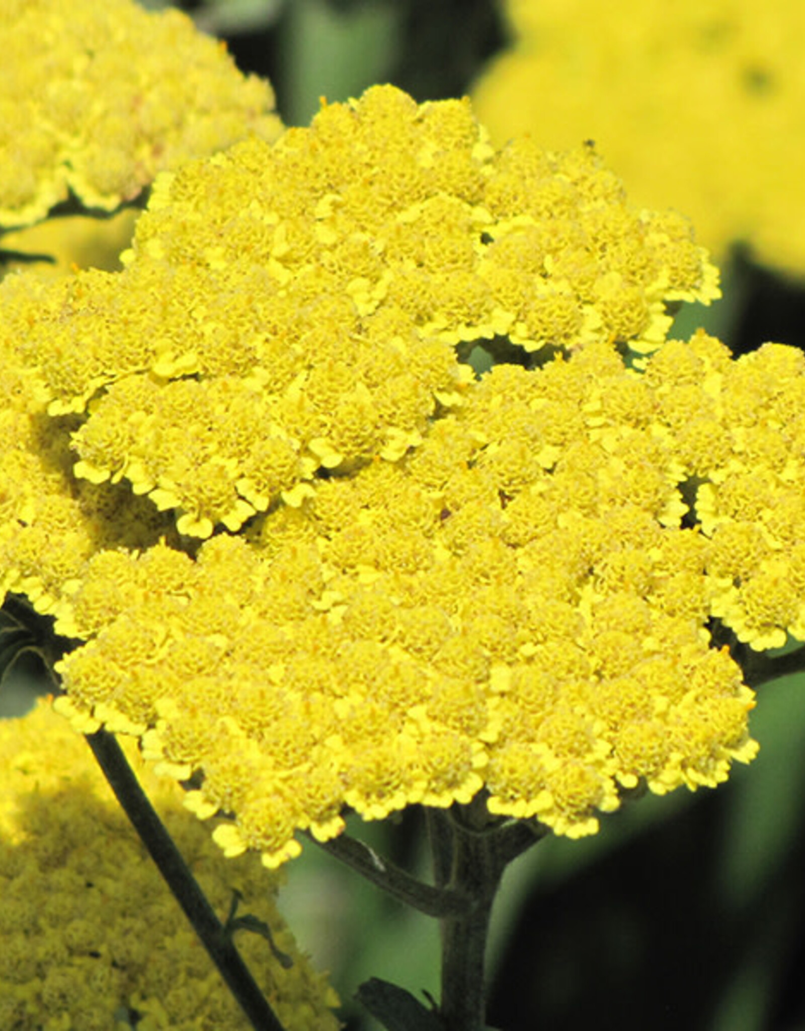 Achillea millefolium 'Moonshine' - Yarrow