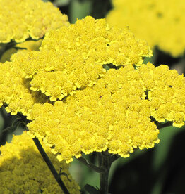 Achillea millefolium 'Moonshine' - Yarrow