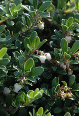 Arctostaphylos uva ursi 'Massachusetts' - Kinnikinnick