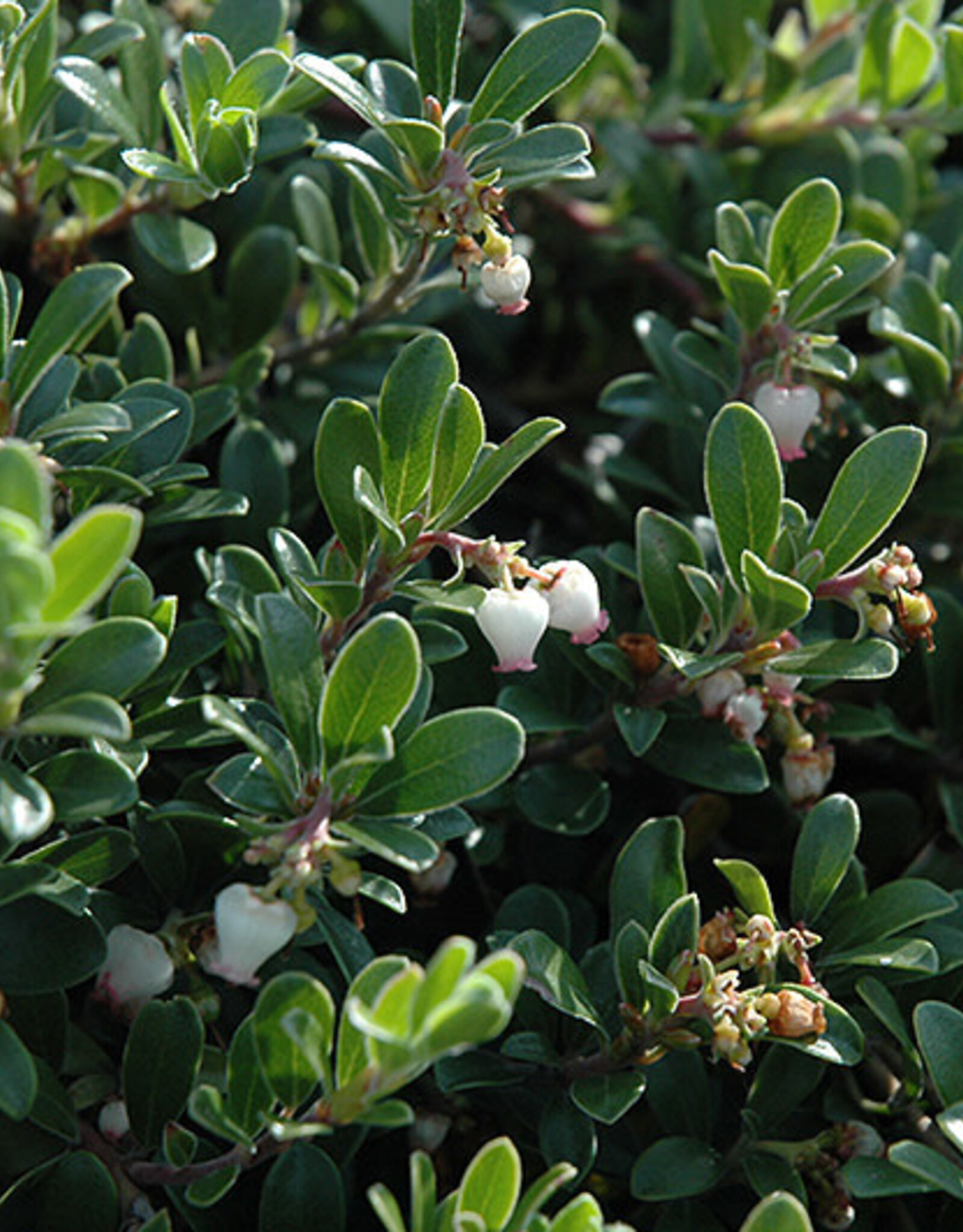 Arctostaphylos uva ursi 'Massachusetts' - Kinnikinnick