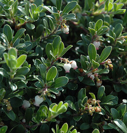 Arctostaphylos uva ursi 'Massachusetts' - Kinnikinnick