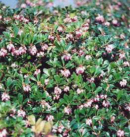 Arctostaphylos uva-ursi 'Vancouver Jade' - Kinnikinnick