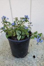 Brunnera macrophylla 'Jack Frost'