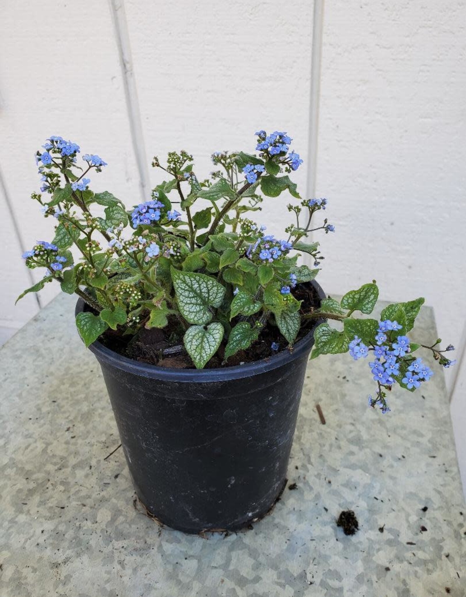 Brunnera macrophylla 'Jack Frost'