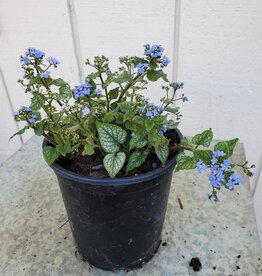 Brunnera macrophylla 'Jack Frost'