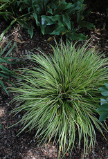 Carex oshimensis 'Everillo' - Japanese Sedge