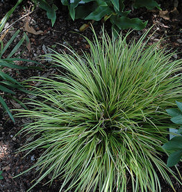Carex oshimensis 'Everillo' - Japanese Sedge