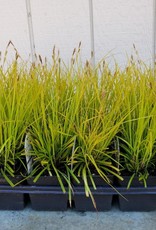 Carex oshimensis 'Everillo' - Japanese Sedge