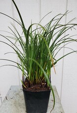 Carex obnupta - Slough Sedge