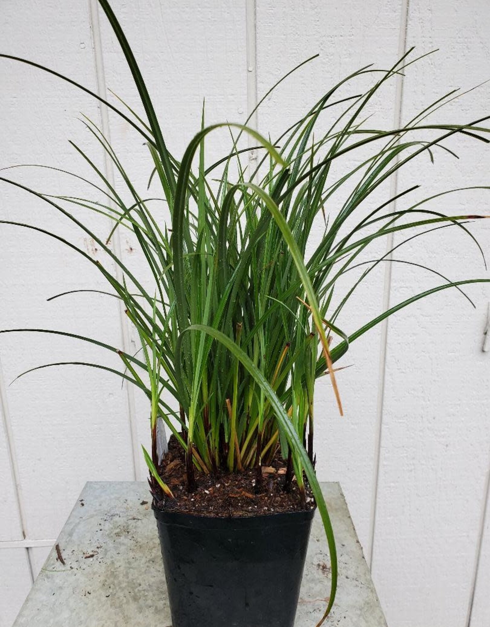 Carex obnupta - Slough Sedge