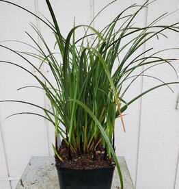 Carex obnupta - Slough Sedge