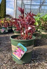 Paeonia 'Red Sarah Bernhardt' - Red Sarah Bernhardt Peony