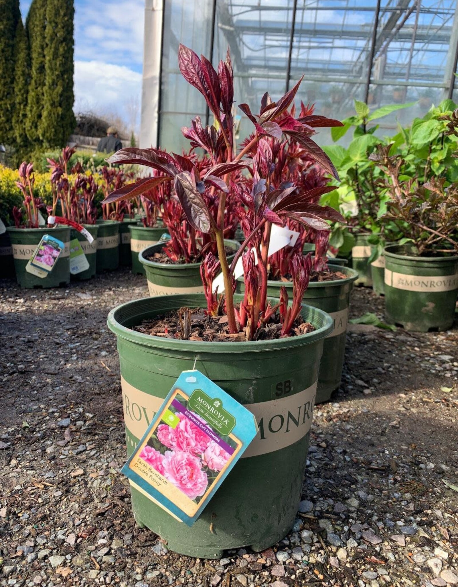 Paeonia 'Red Sarah Bernhardt' - Red Sarah Bernhardt Peony