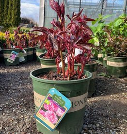 Paeonia 'Red Sarah Bernhardt' - Red Sarah Bernhardt Peony
