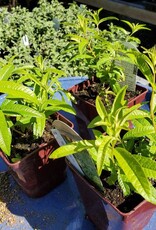 Lemon Verbena - Aloysia triphylla