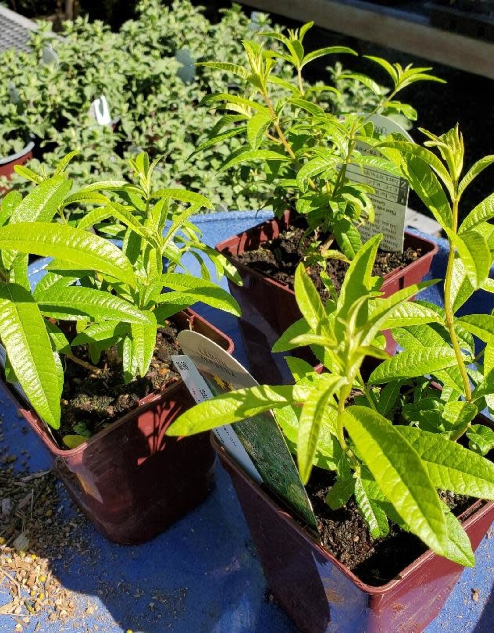 Lemon Verbena - Aloysia triphylla