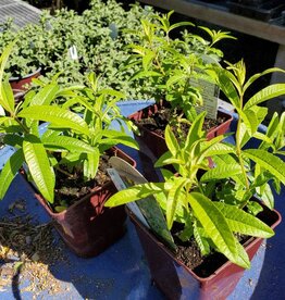 Lemon Verbena - Aloysia triphylla