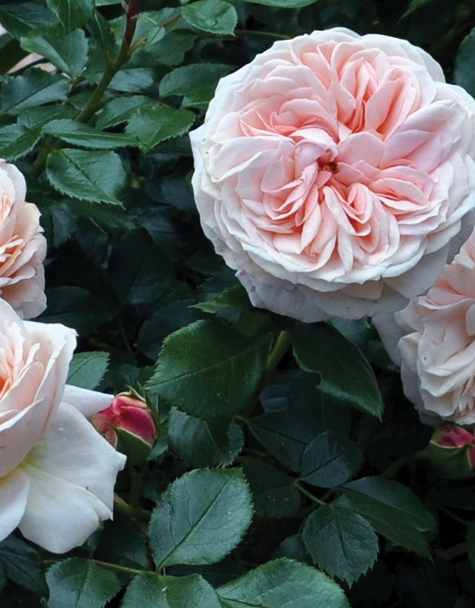 Weeks Roses Veranda® Cream™ Mini Patio Rose