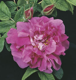 Weeks Roses Hansa Rosa Rugosa Rose