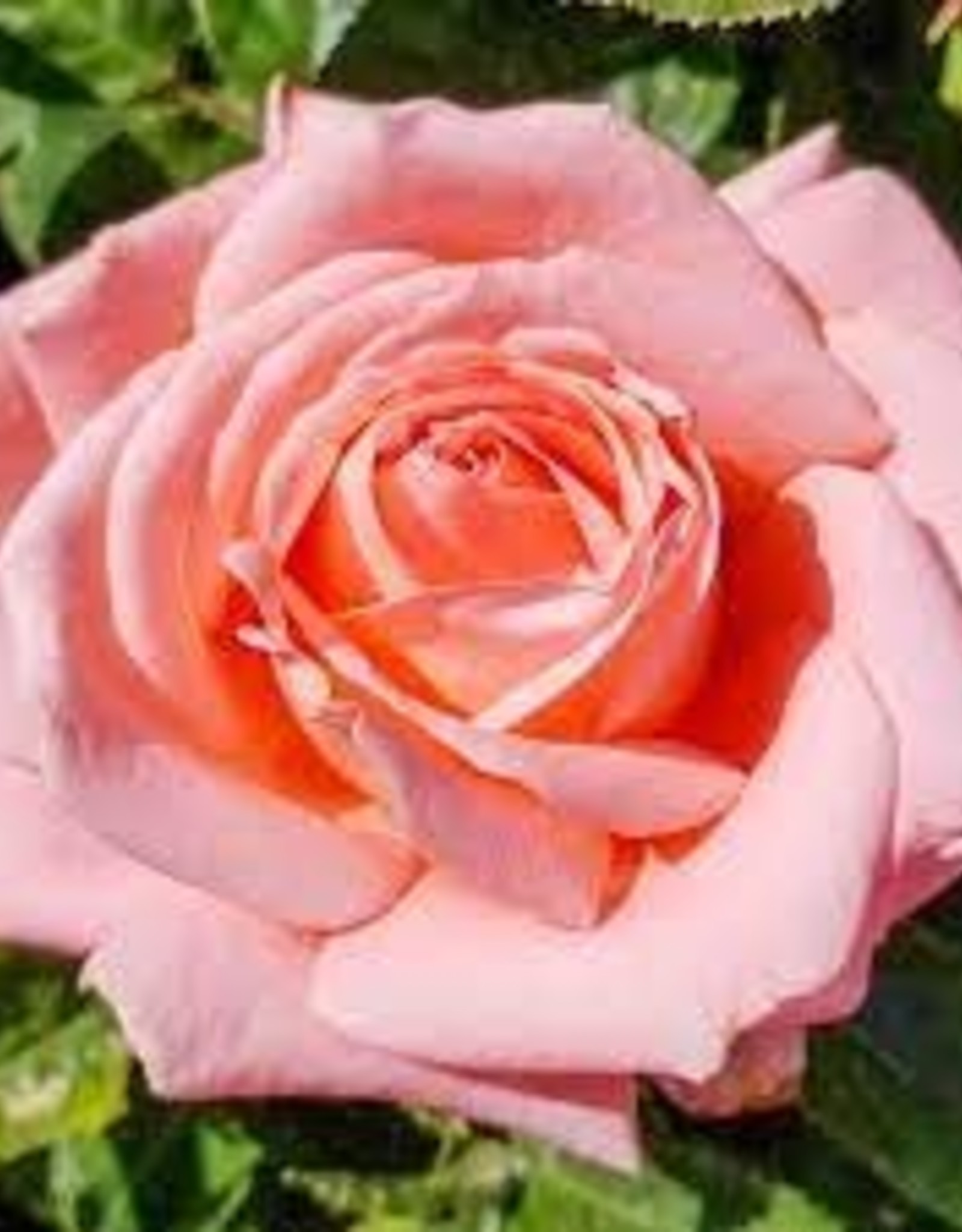 Weeks Roses Heavenly Scented™ Hybrid Tea Rose