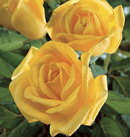 Weeks Roses Radiant Perfume Grandiflora Rose