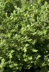 Buxus sempervirens 'Green Velvet'