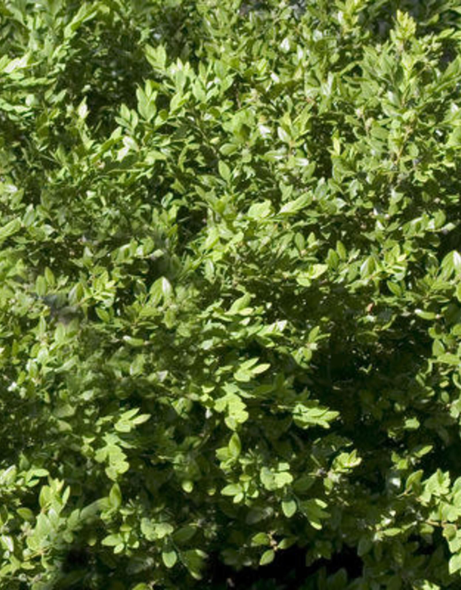 Buxus sempervirens 'Green Velvet'