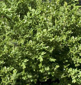 Buxus sempervirens 'Green Velvet'