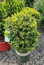 Buxus sempervirens 'Green Velvet'